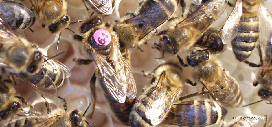 Bienenkönigin aus dem Jahr 2013
